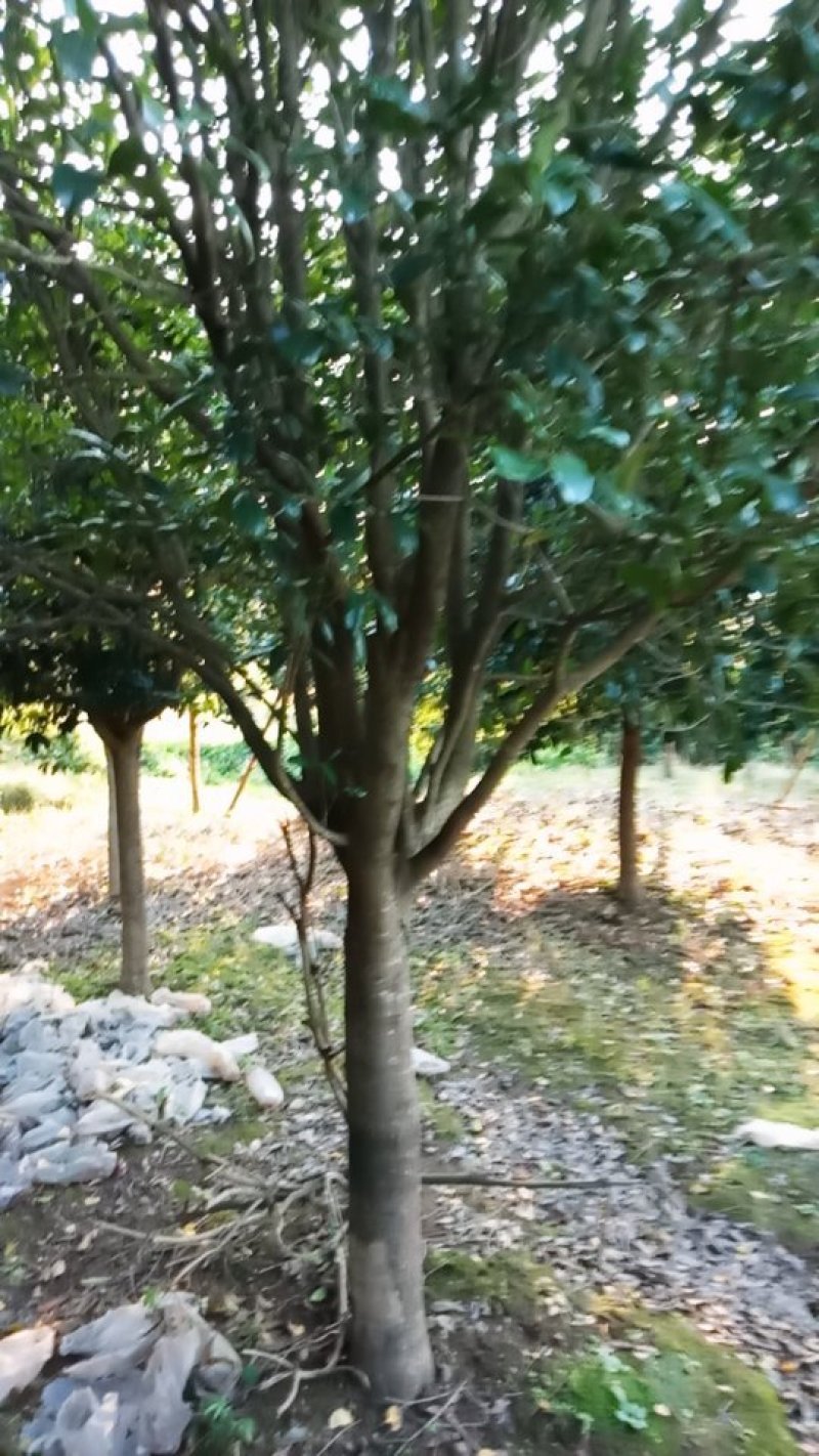 桂花树