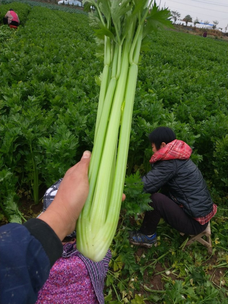 【精品】陕西大棚温室芹菜西芹大量上市品质保证