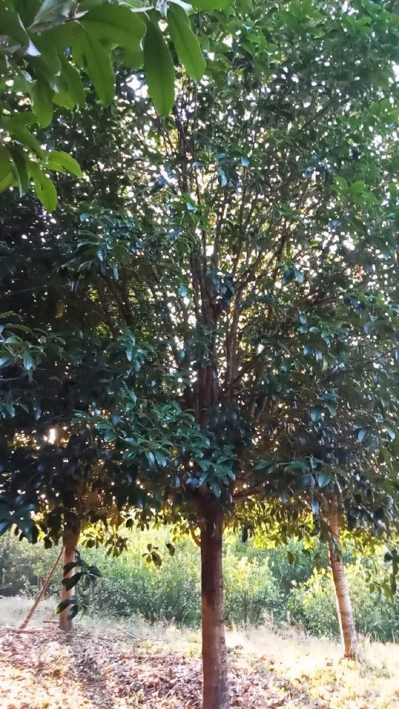桂花树