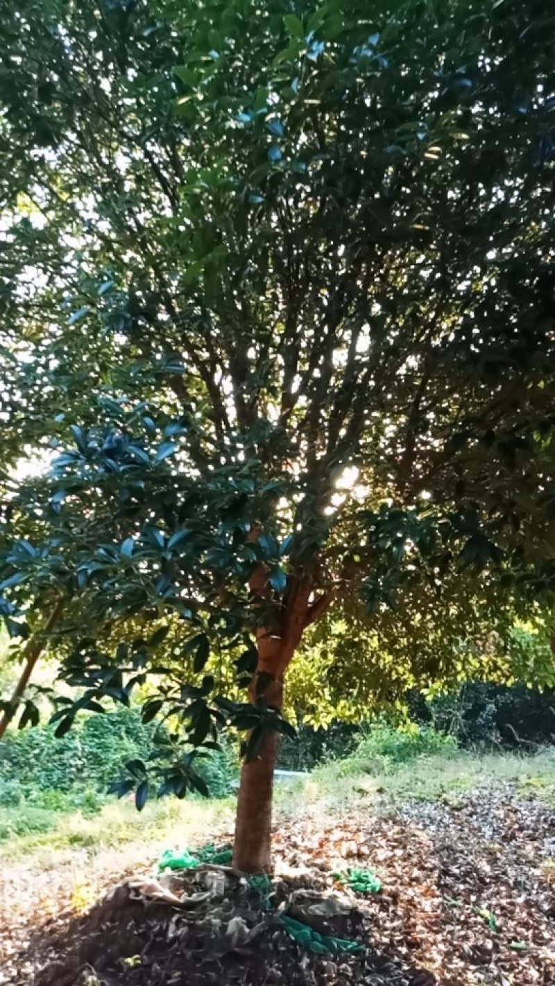桂花树