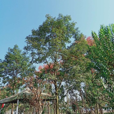 红豆树10～25公分
