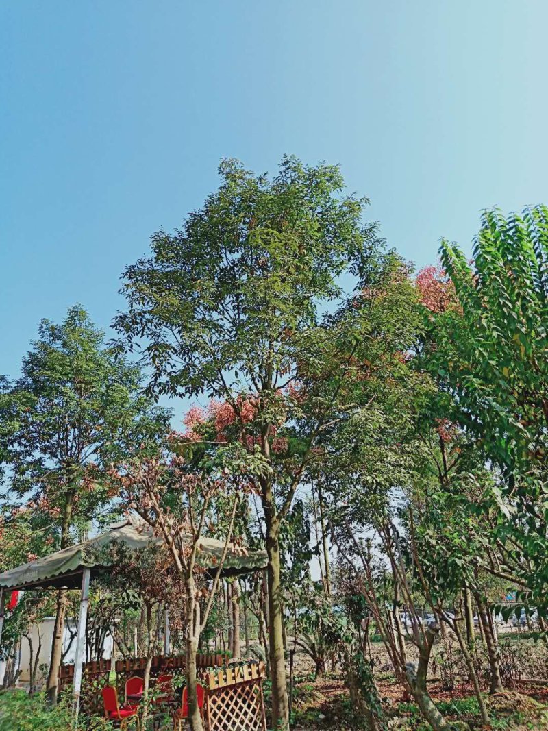 红豆树10～25公分