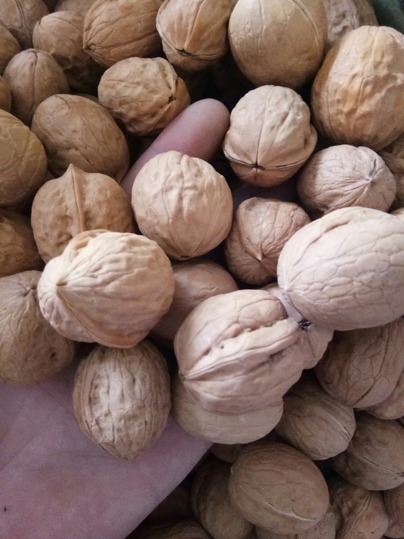 新疆核桃2024新货薄皮不包邮大量批发