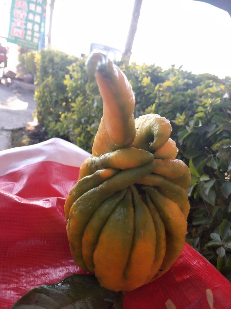 佛手柑