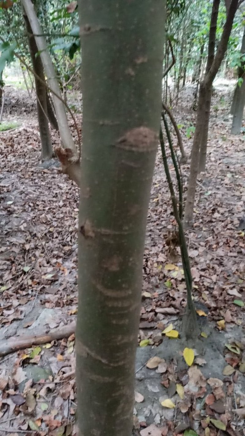 红豆树10～25公分