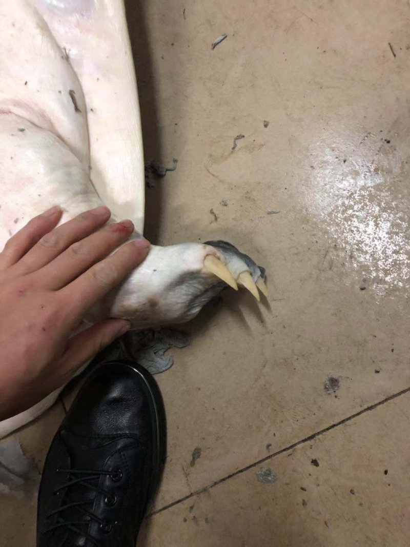 龟鳖类