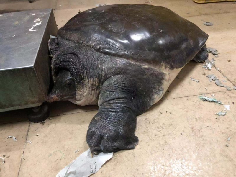 龟鳖类