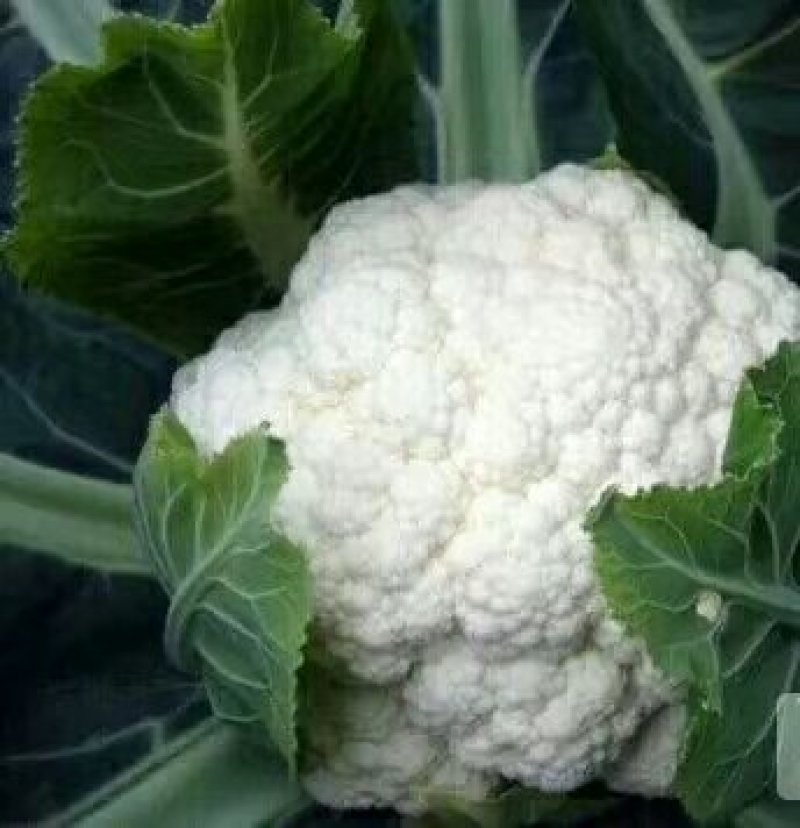 菜花