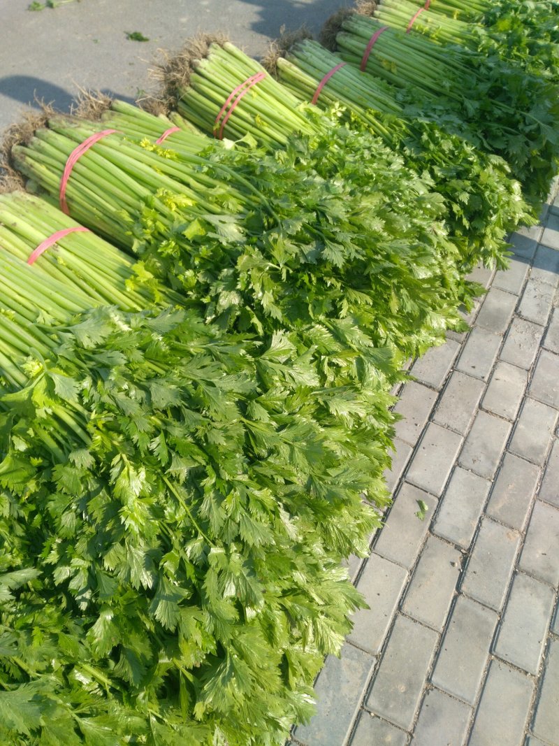 芹菜，砀山县芹菜，大，中，小颗芹菜，货源充足，欢迎选购。