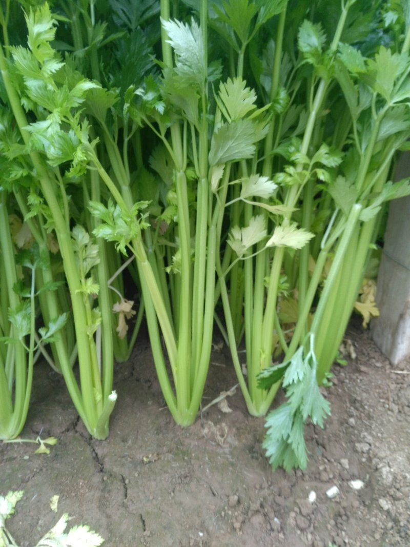 芹菜，砀山县芹菜，大，中，小颗芹菜，货源充足，欢迎选购。