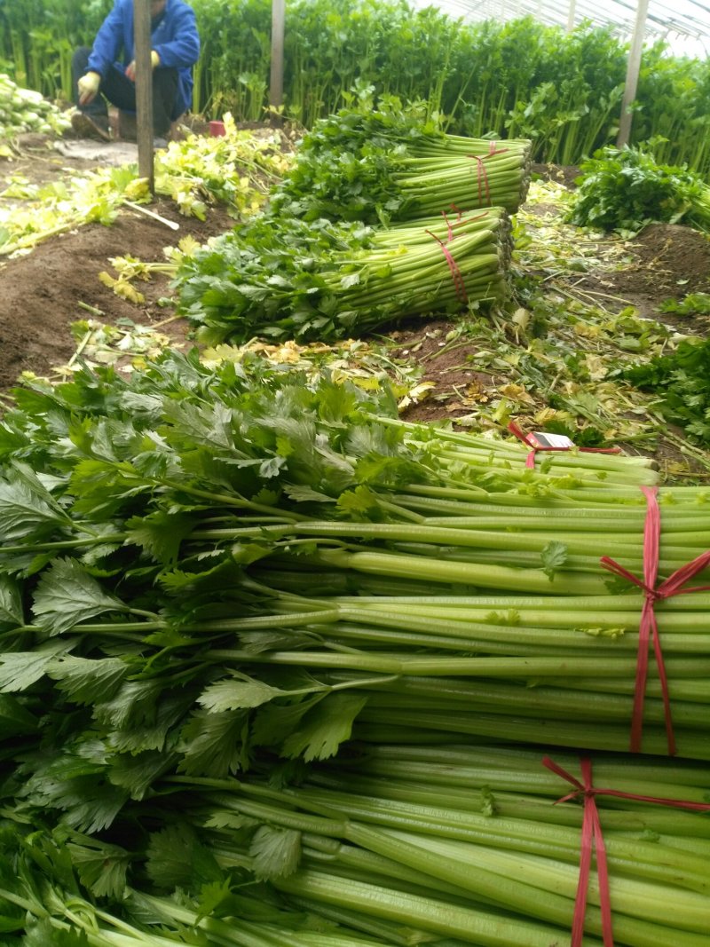 芹菜，砀山县芹菜，大，中，小颗芹菜，货源充足，欢迎选购。