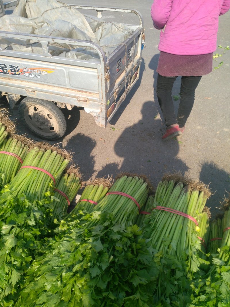芹菜，砀山县芹菜，大，中，小颗芹菜，货源充足，欢迎选购。