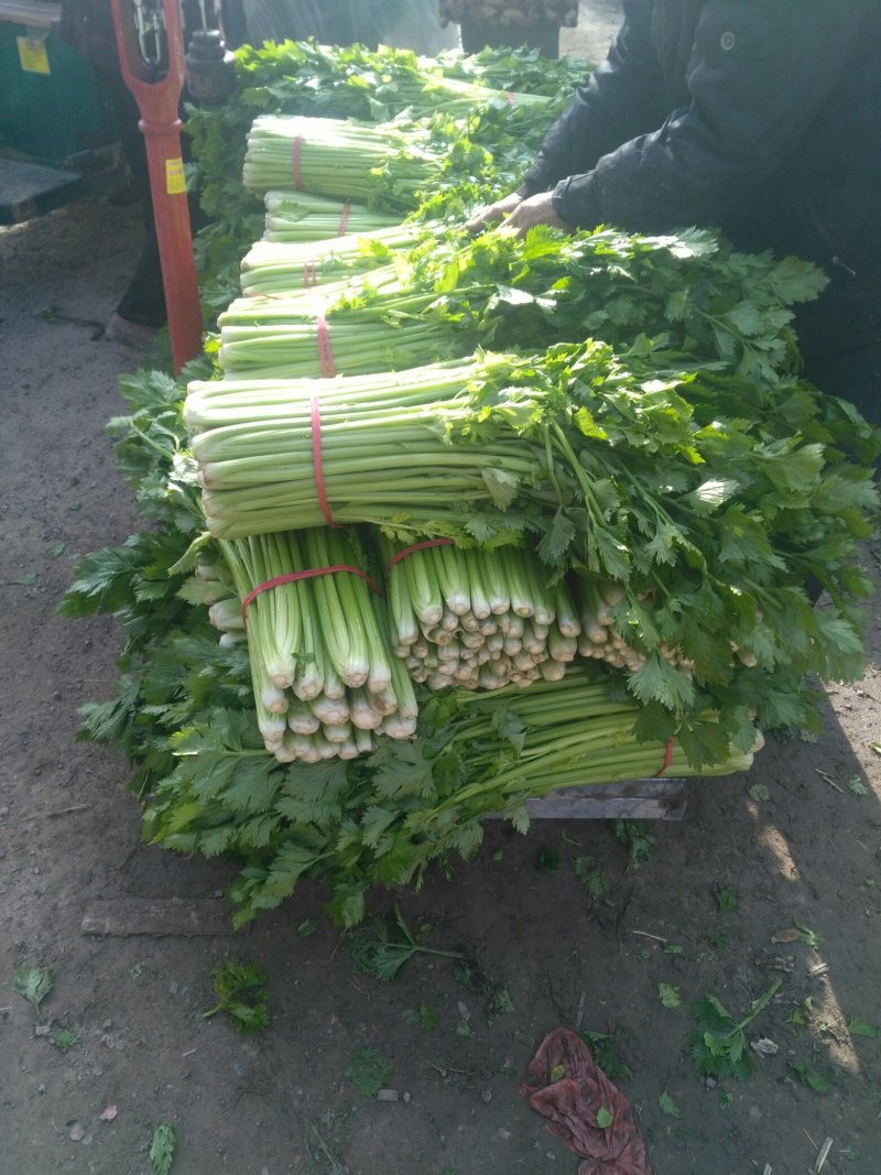 芹菜，砀山县芹菜，大，中，小颗芹菜，货源充足，欢迎选购。