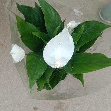 白掌