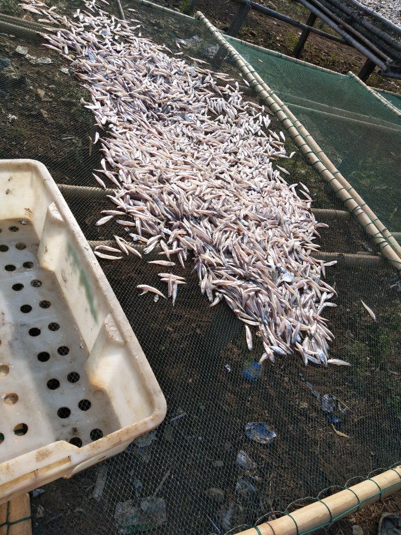 白凡鱼（海燕鱼）