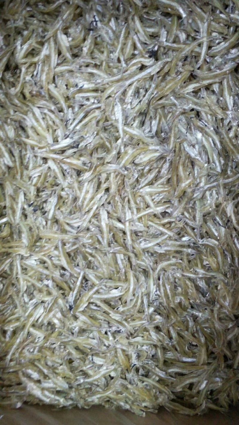 白凡鱼（海燕鱼）