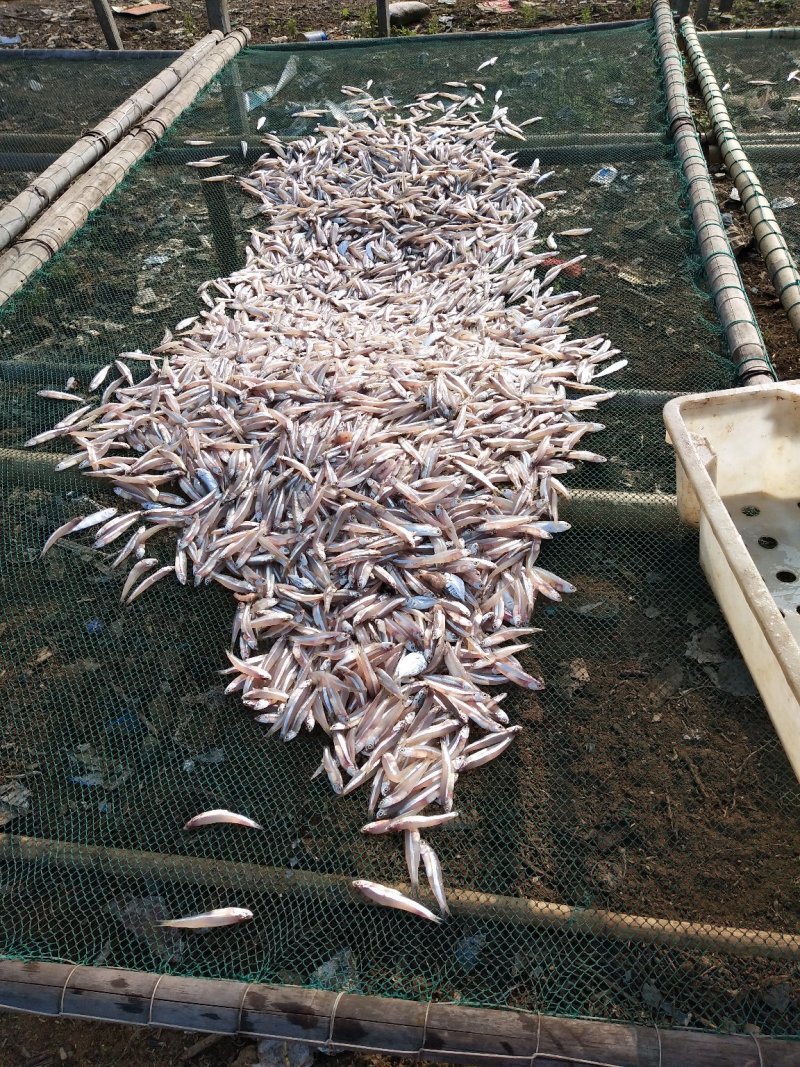 白凡鱼（海燕鱼）