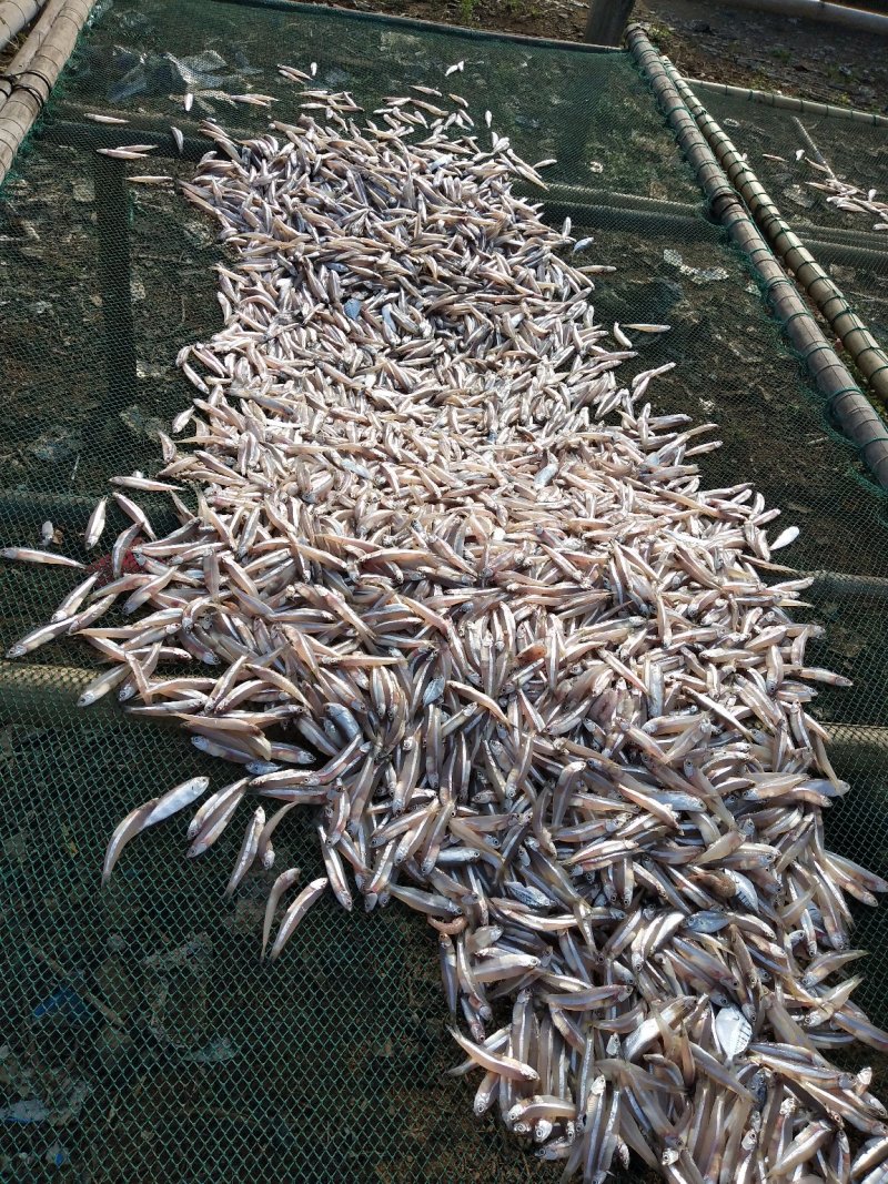 白凡鱼（海燕鱼）