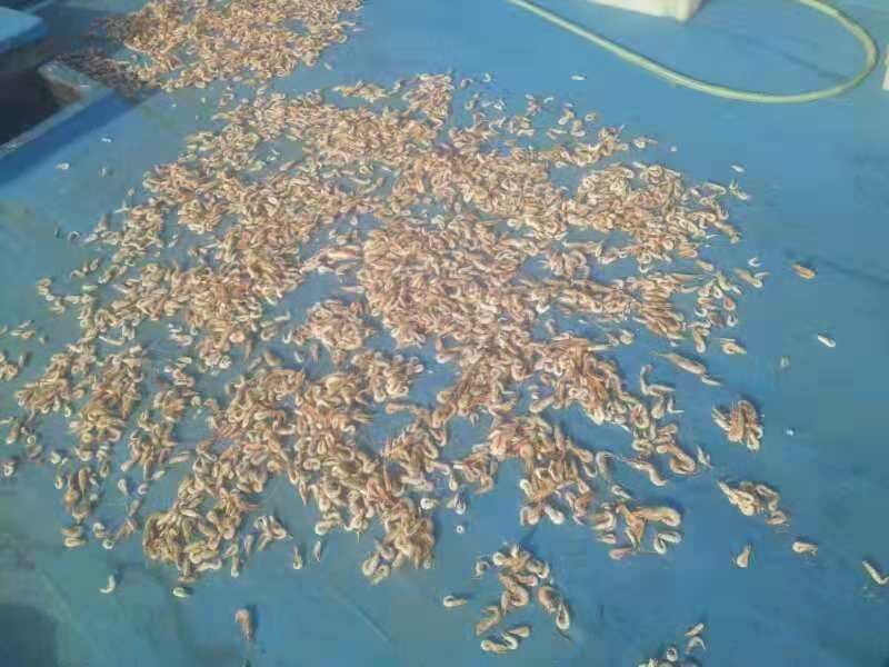 虾干