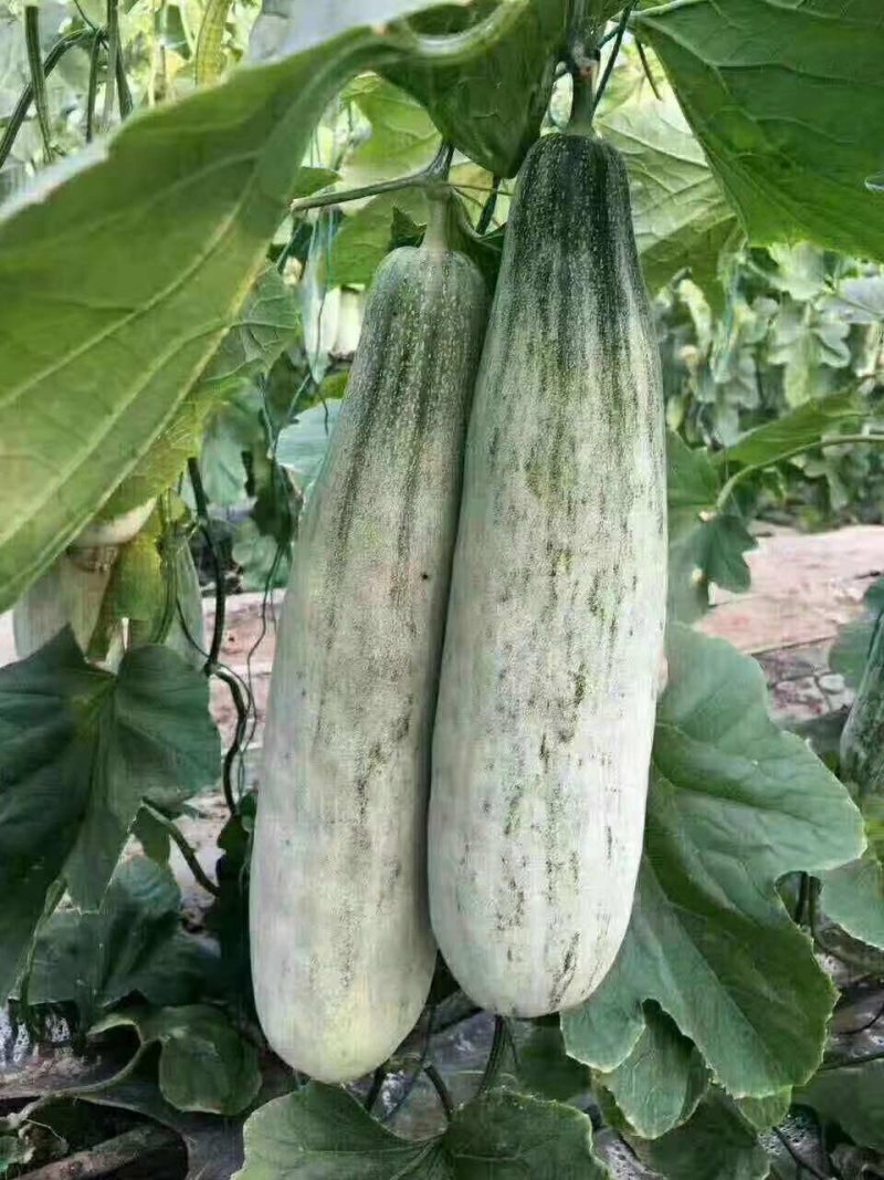 博洋系列甜瓜，一手货源