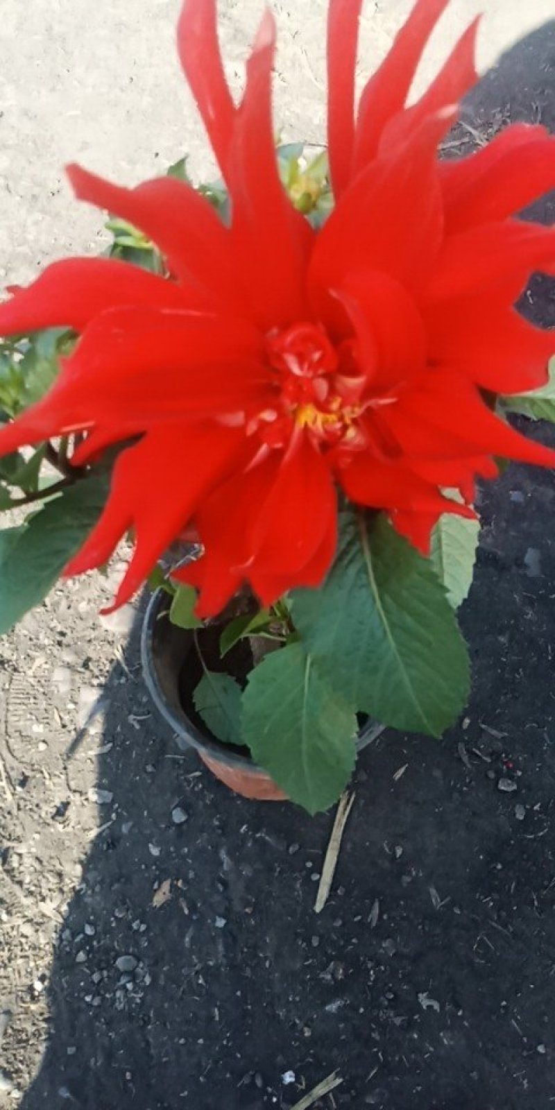 大丽花
