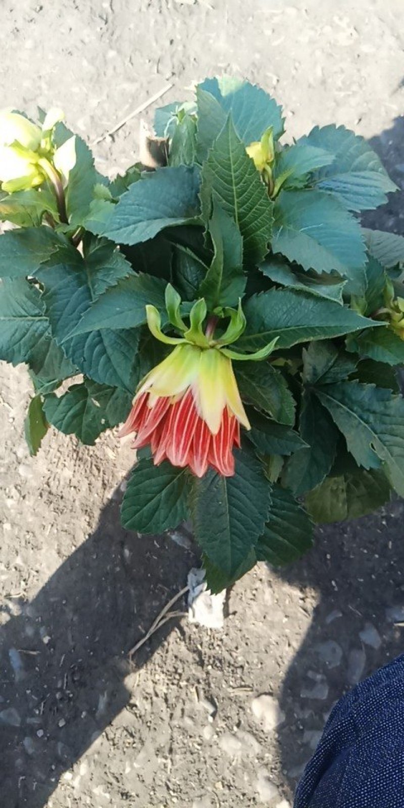 大丽花