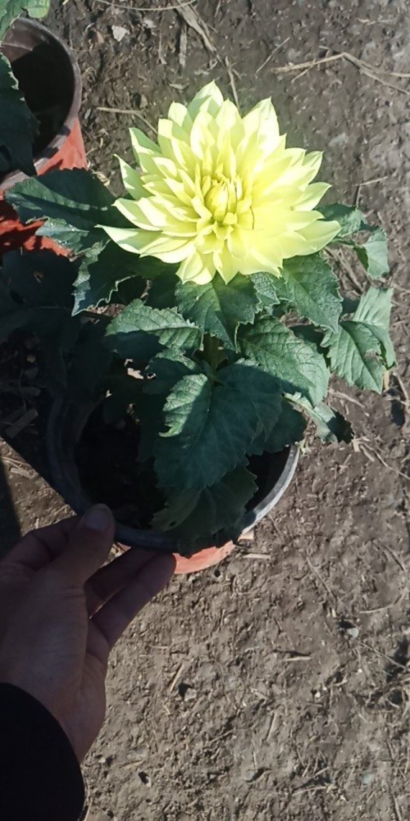 大丽花