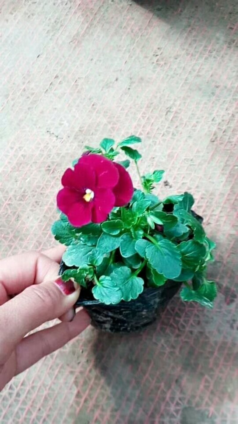 角瑾