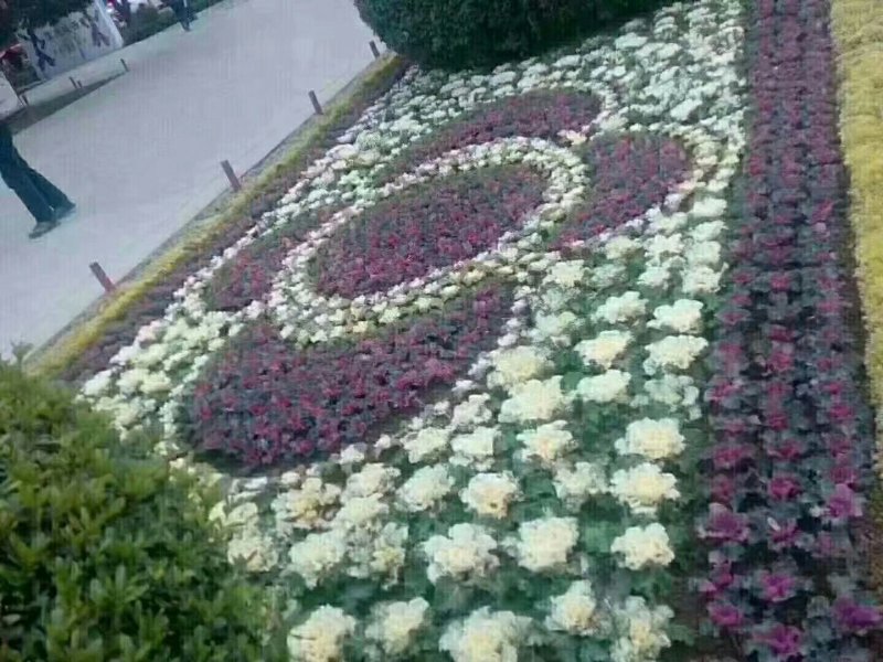 羽衣甘蓝