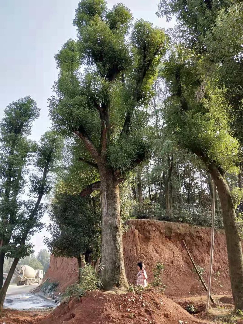 骨架移植香樟18-60直接苗圃选树自己老爸带队挖树