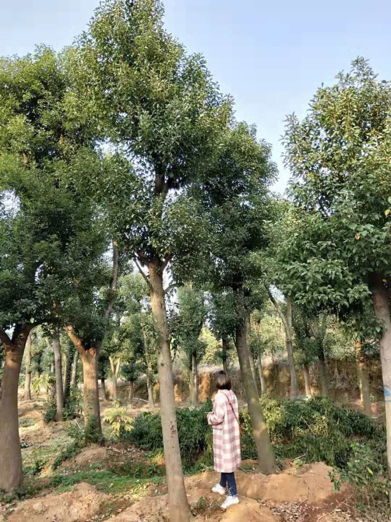 骨架移植香樟18-60直接苗圃选树自己老爸带队挖树