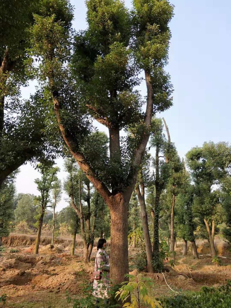 骨架移植香樟18-60直接苗圃选树自己老爸带队挖树