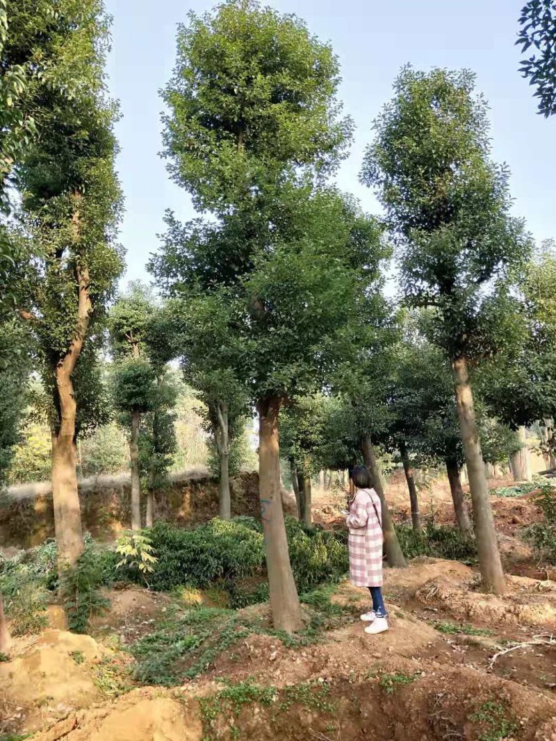 骨架移植香樟18-60直接苗圃选树自己老爸带队挖树