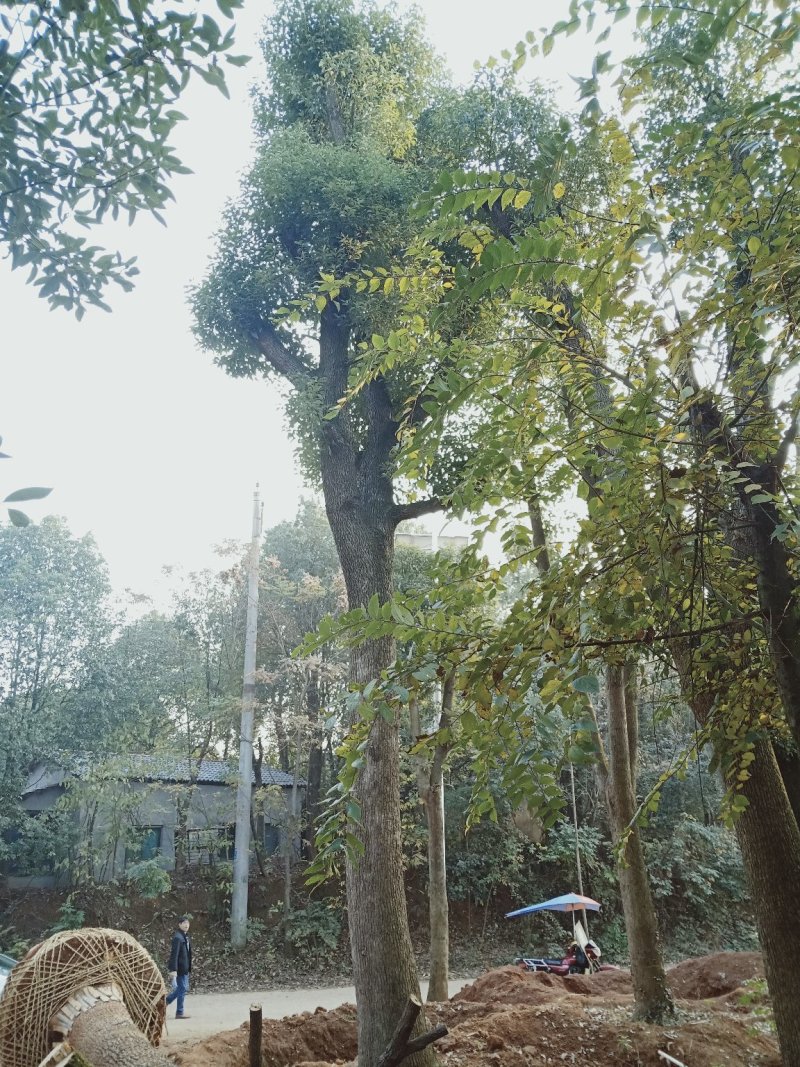 骨架移植香樟18-60直接苗圃选树自己老爸带队挖树