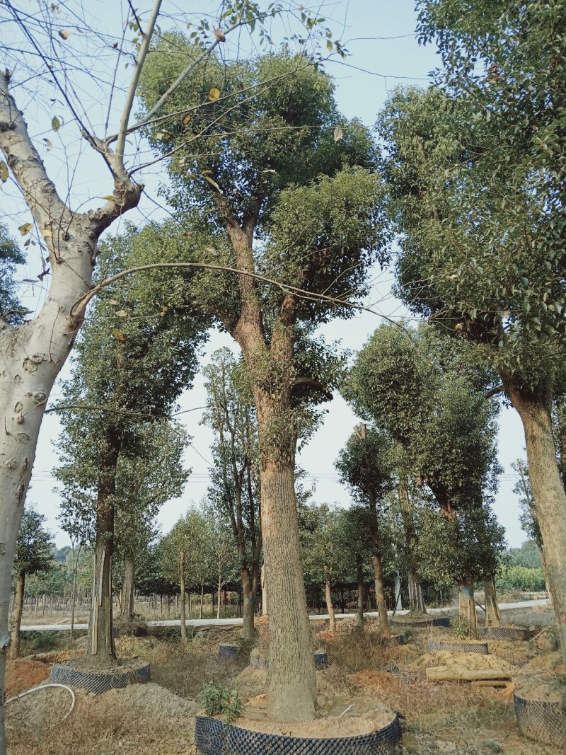 骨架移植香樟18-60直接苗圃选树自己老爸带队挖树