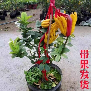 金华佛手盆景带果金佛手苗盆栽花卉金佛手盆栽带果