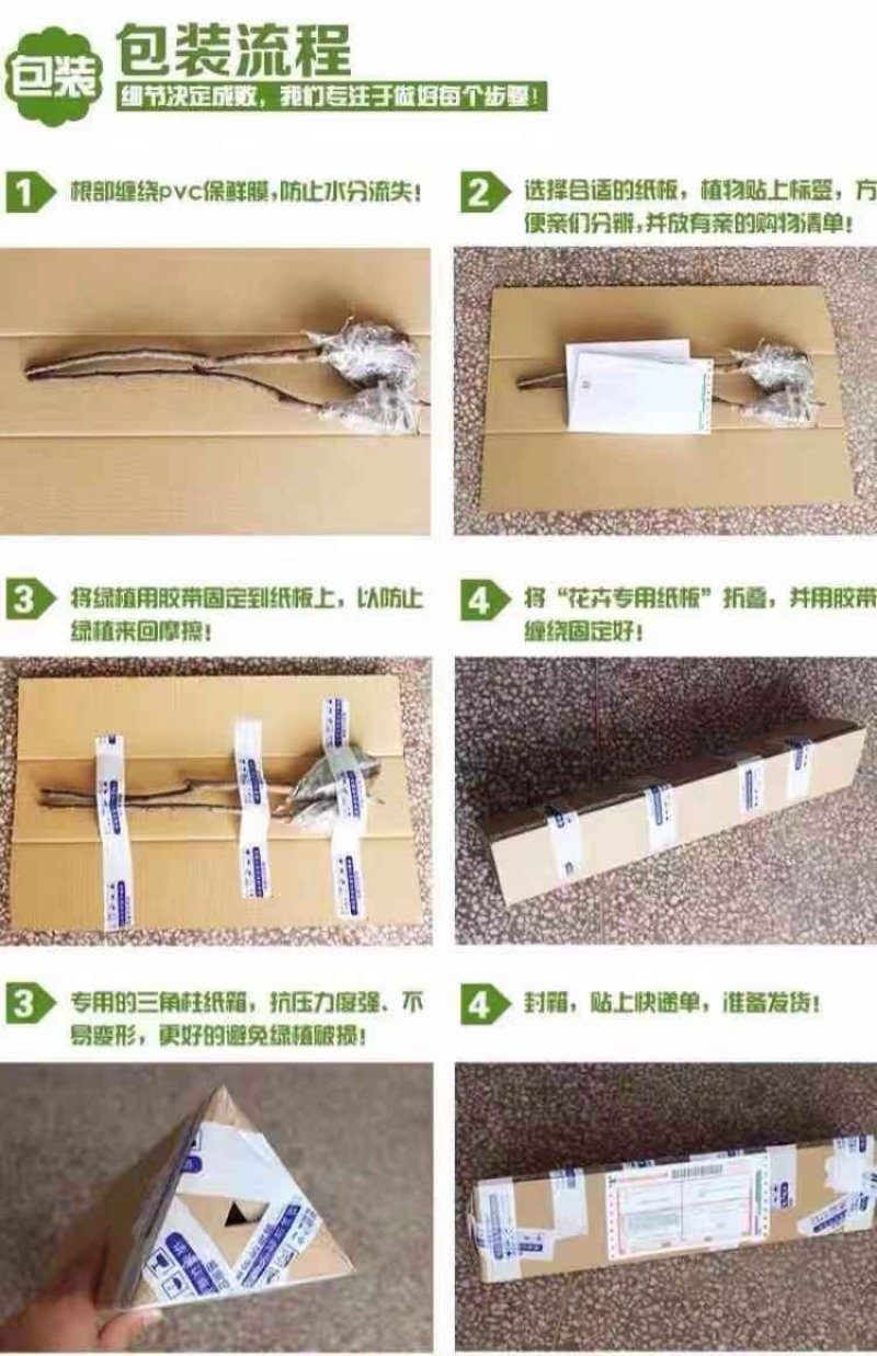 金华佛手盆景带果金佛手苗盆栽花卉金佛手盆栽带果