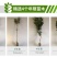 小金桔沙糖桔室内室外种植南北方种植带果发货