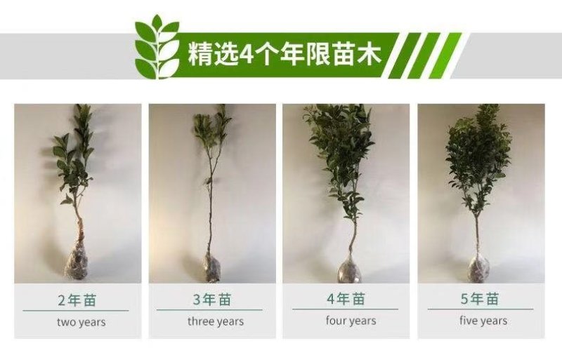 小金桔沙糖桔室内室外种植南北方种植带果发货