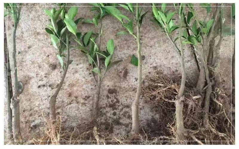 小金桔沙糖桔室内室外种植南北方种植带果发货