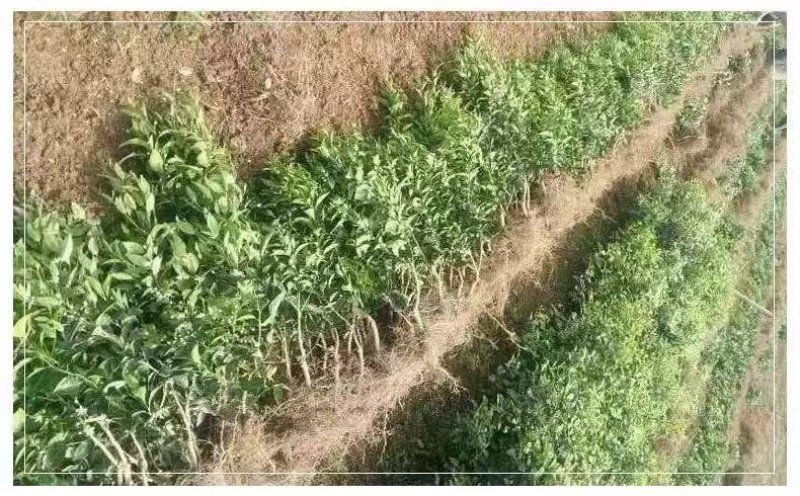 小金桔沙糖桔室内室外种植南北方种植带果发货