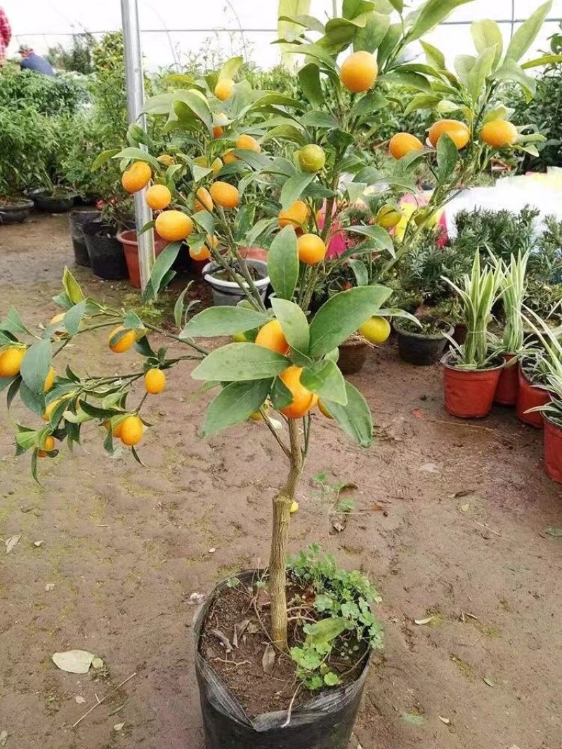 小金桔沙糖桔室内室外种植南北方种植带果发货