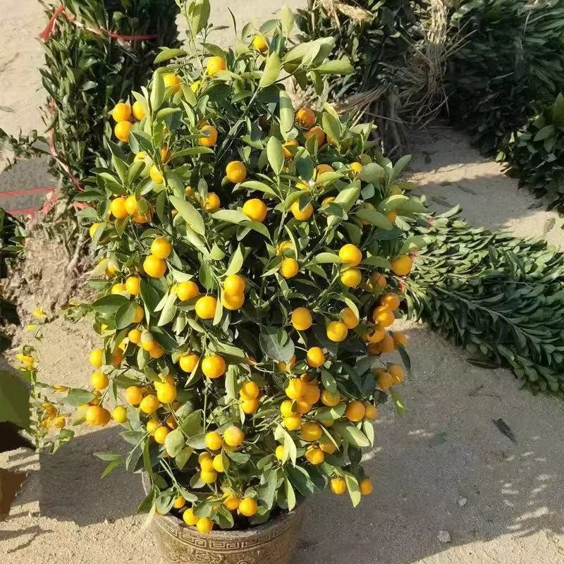 小金桔沙糖桔室内室外种植南北方种植带果发货