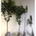 小金桔沙糖桔室内室外种植南北方种植带果发货