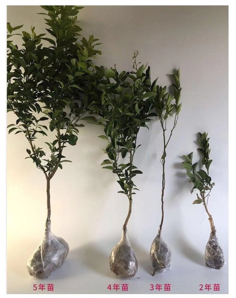 小金桔沙糖桔室内室外种植南北方种植带果发货