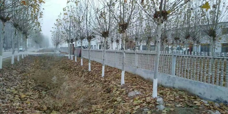 15公分法桐12公分法桐价格18公分法桐价格14公分法桐