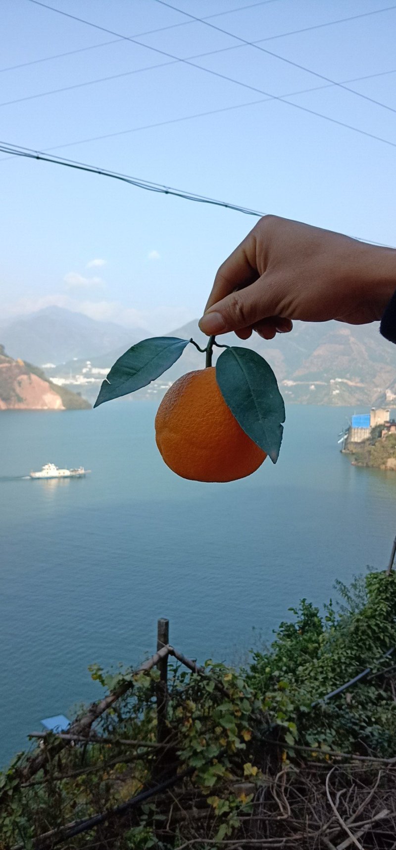 自家长虹纽荷尔橙子，欢迎采购质量保证，合作共赢