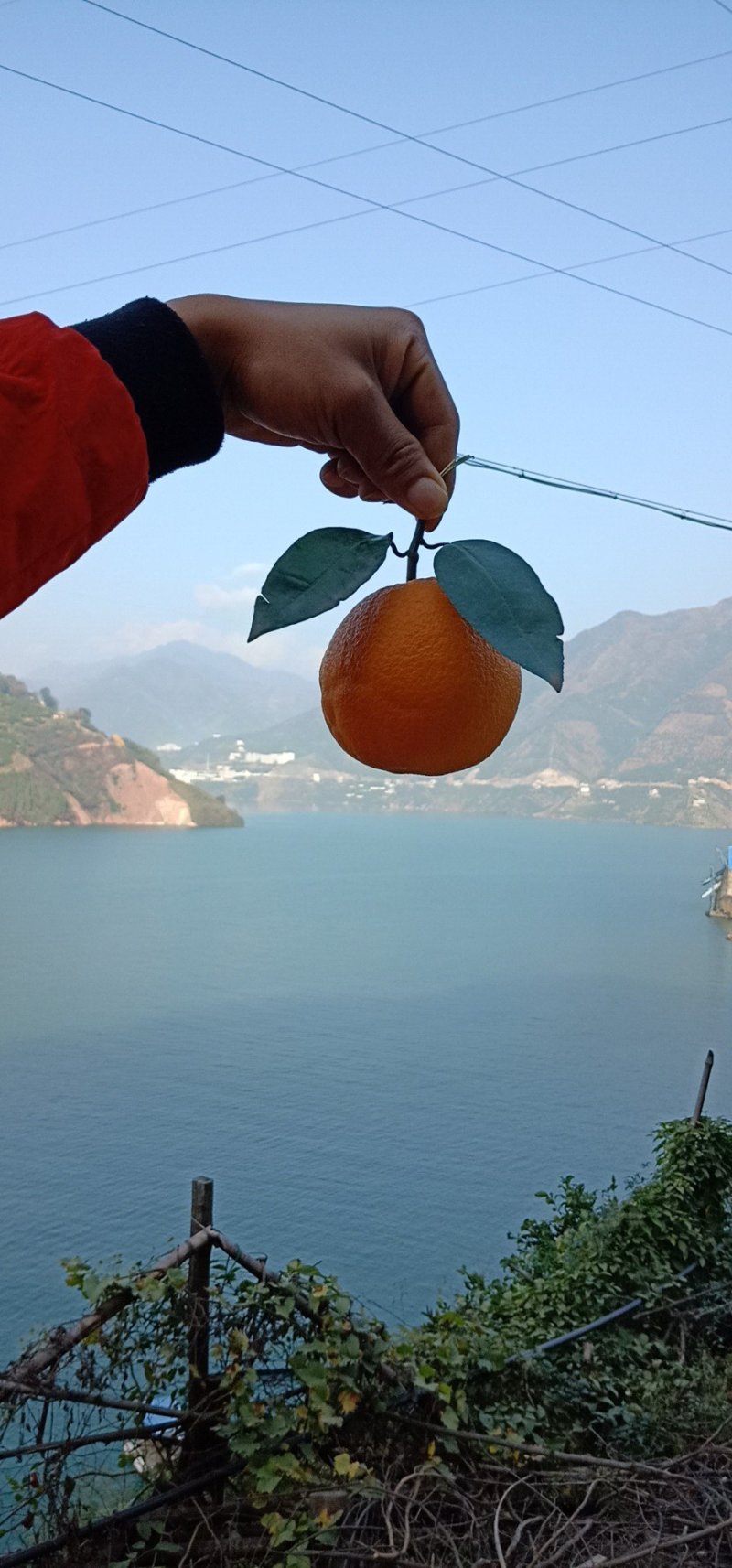 自家长虹纽荷尔橙子，欢迎采购质量保证，合作共赢