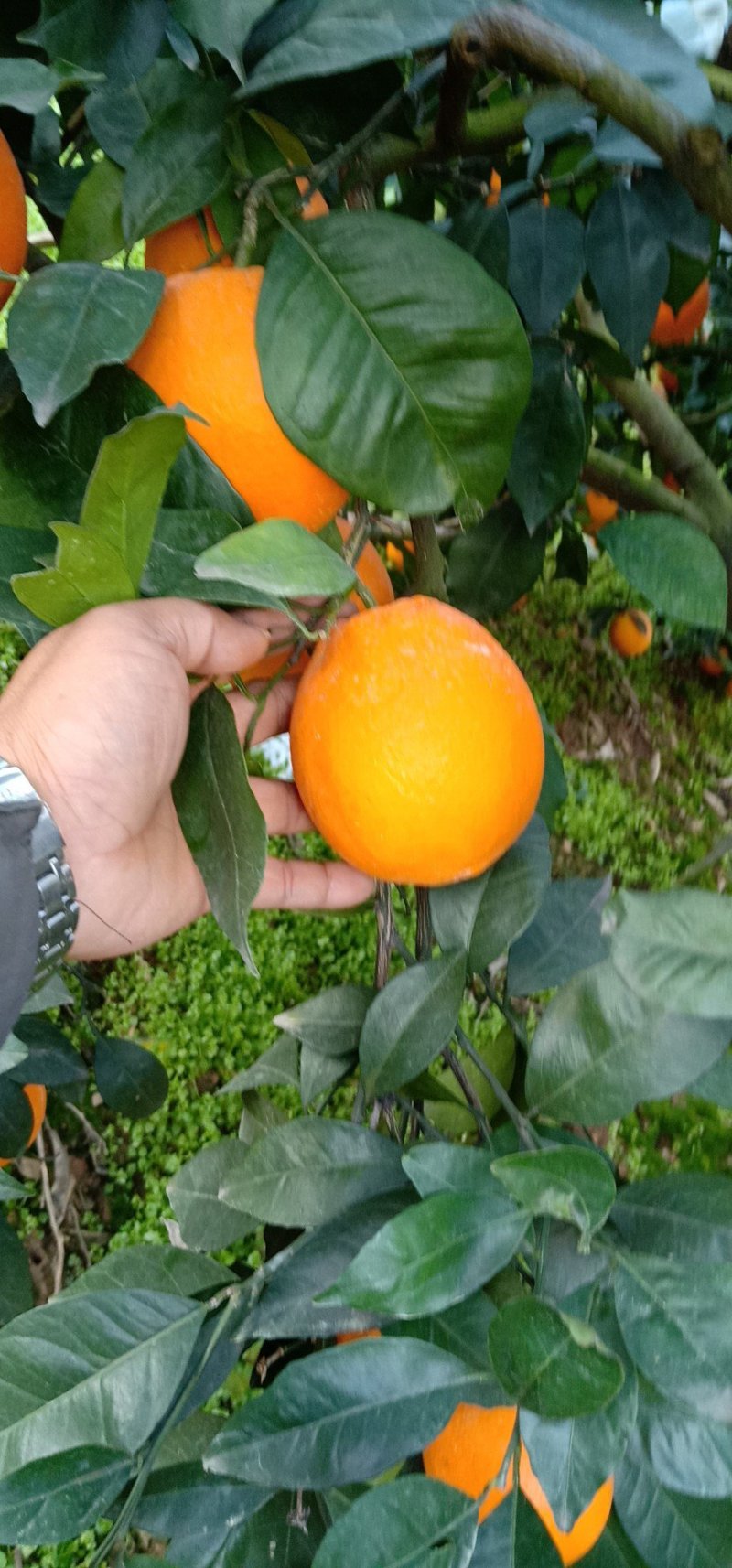 自家长虹纽荷尔橙子，欢迎采购质量保证，合作共赢