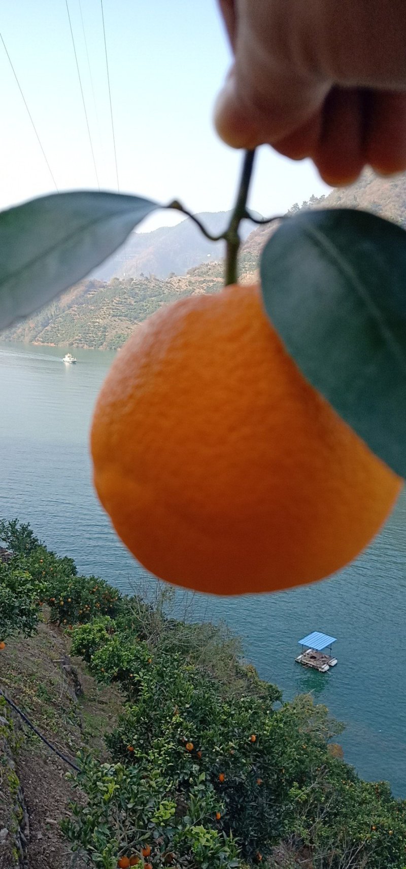 自家长虹纽荷尔橙子，欢迎采购质量保证，合作共赢
